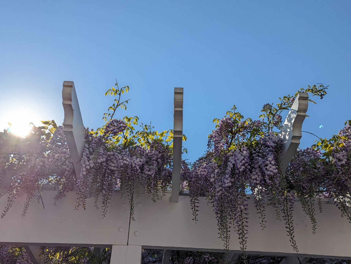 Parking Lot Trellis