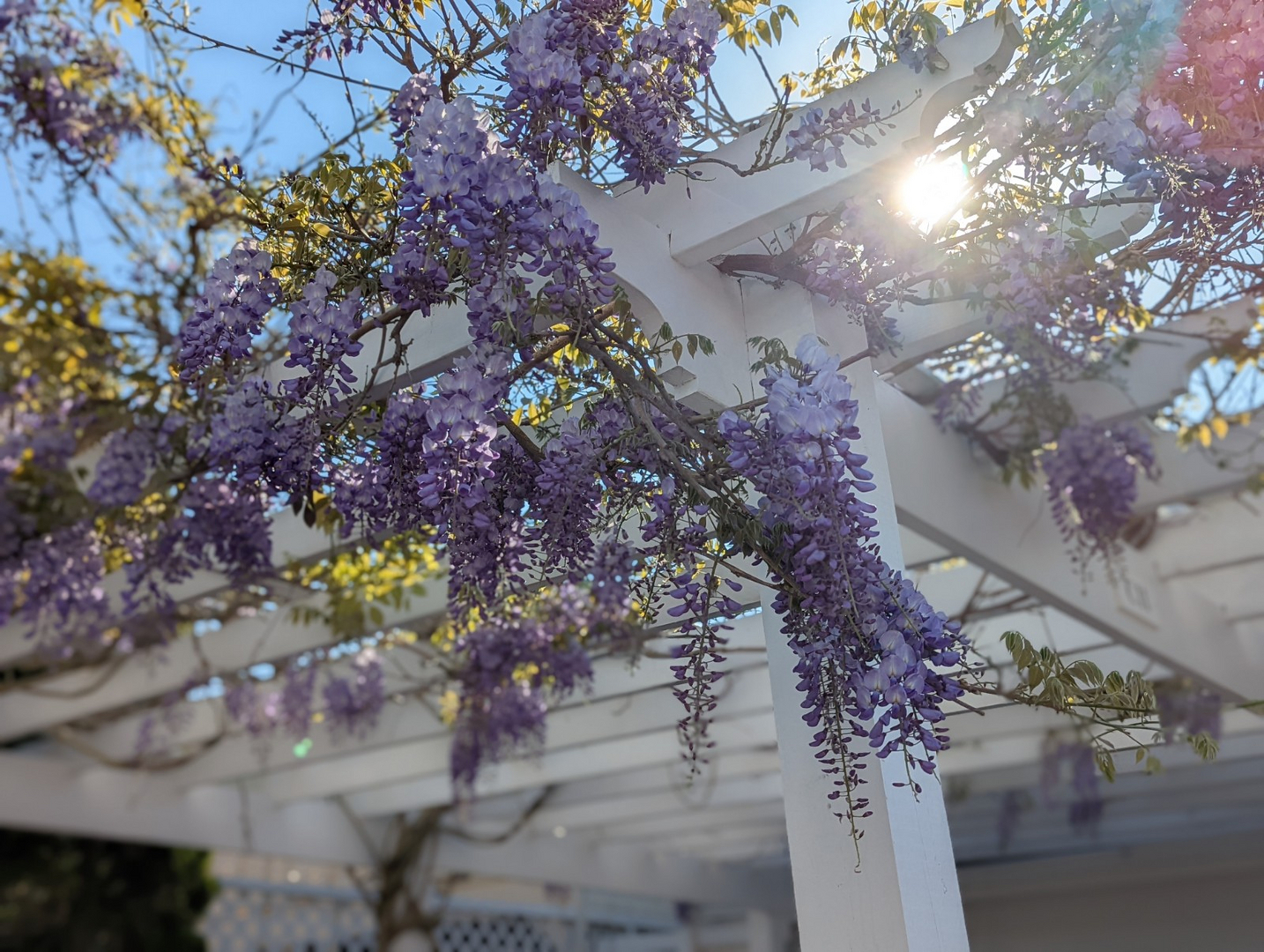 Parking Lot Trellis